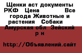 Щенки аст документы РКФ › Цена ­ 15 000 - Все города Животные и растения » Собаки   . Амурская обл.,Зейский р-н